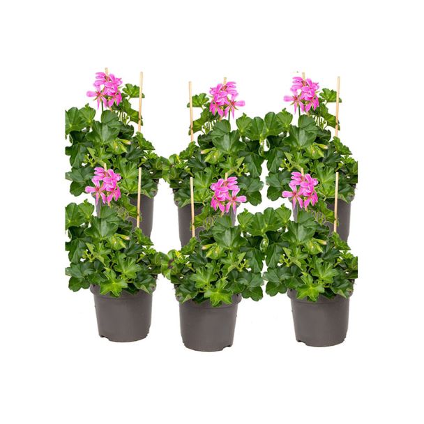 Oostenrijkse hanggeraniums in roze tinten