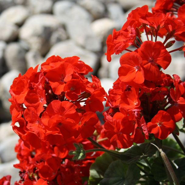 zeer mooie bloei van de geranium