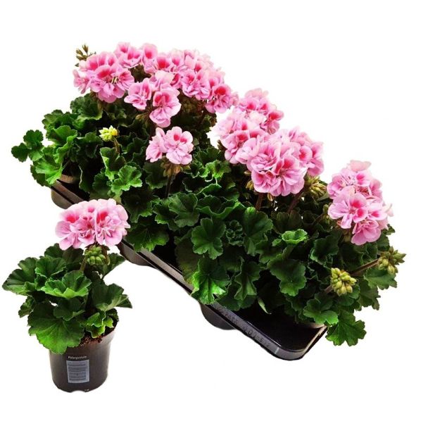 Staande roze geraniums