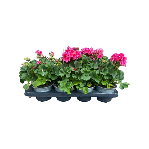Geraniums roze tinten