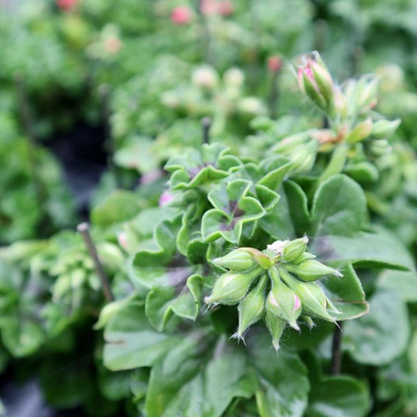 Hanggeranium in lila tinten