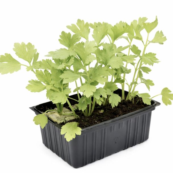 groene selder plantjes koop je bij moestuinenbloem.nl