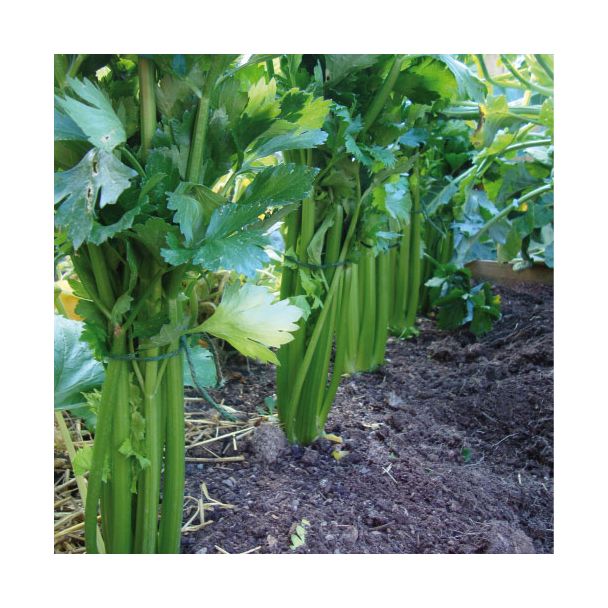 Groene selder planten in de volle grond. Ideaal voor de moestuin