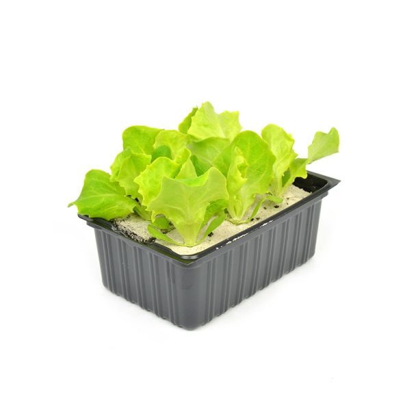 Groene eikebladsla