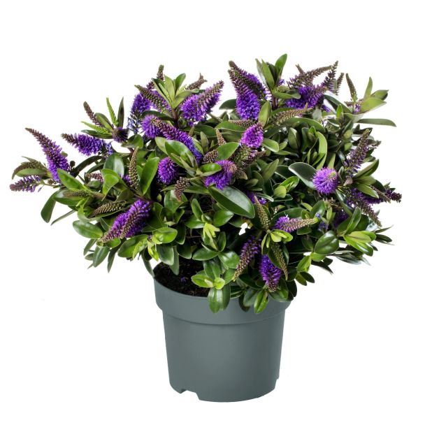 Hebe addenda in grote pot Ø23cm - paars - ca. 40cm hoog