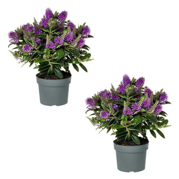 Set van 2 Hebe struiken of struikveronica