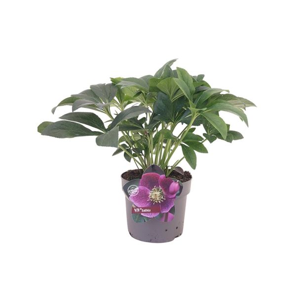 Kerstroos - Helleborus orientalis ViV® batista - paars - 40 cm hoog - potmaat 17 cm