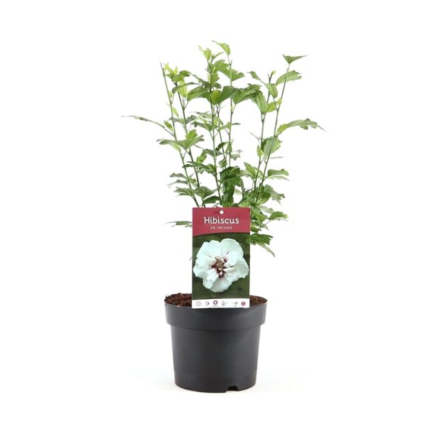 Hibiscus Syriacus - potmaat Ø17cm - ca. 40 cm hoog