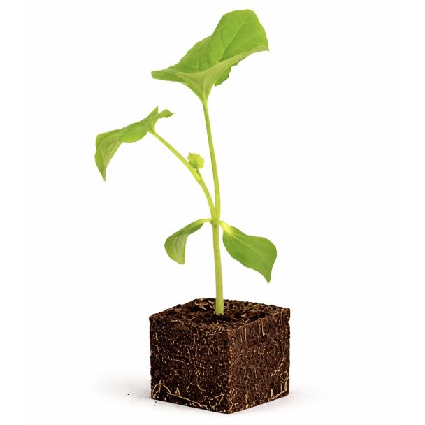 honingmeloen plant