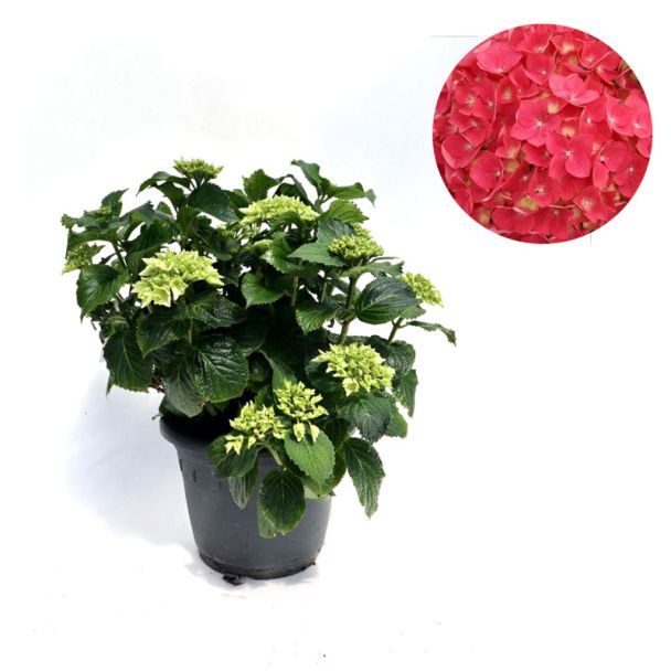 Hortensia rood - 15-20 cm hoog - Ø19cm - 1 plant