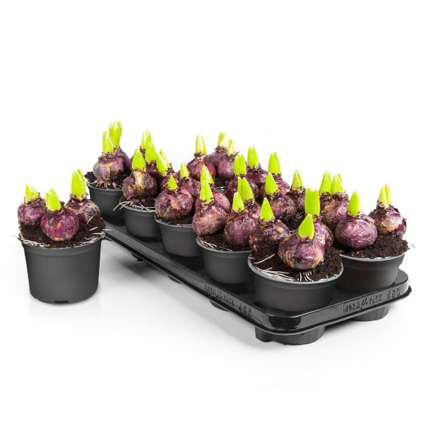 Hyacinten wit- 9 stuks - bloembollen op pot (Ø12cm)