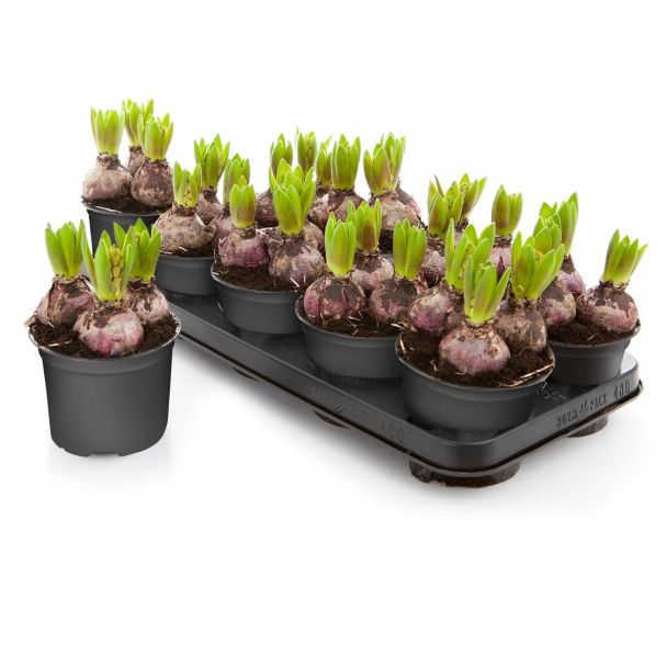 Hyacinten mix - 9 stuks - bloembollen op pot (Ø12cm) 