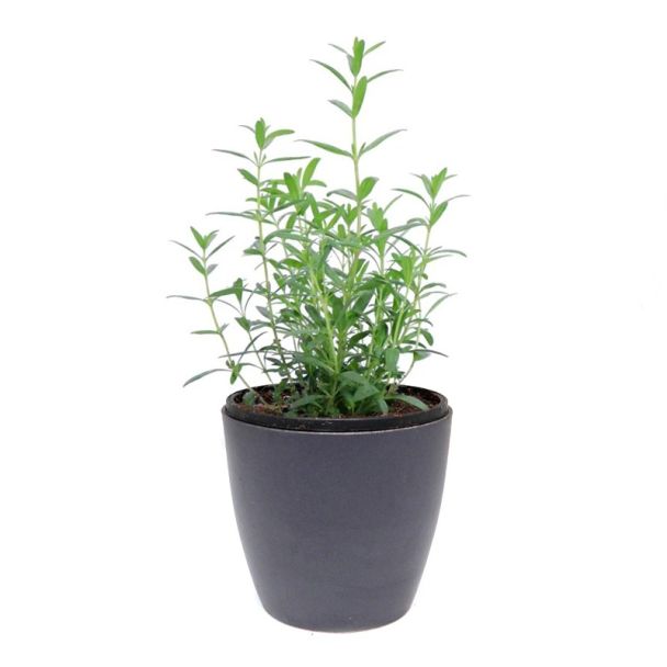 hyssop kruidenplant kopen