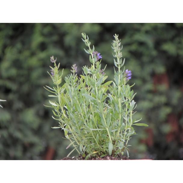 Hyssop online kopen bij moestuinenbloem.nl