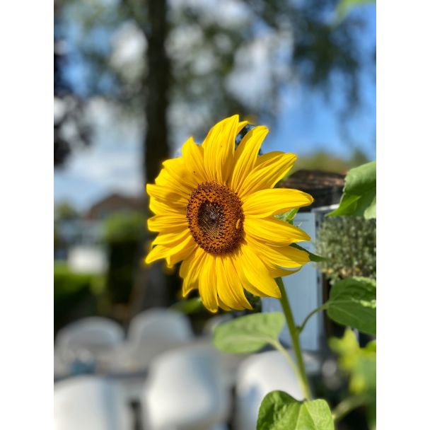 Beeld