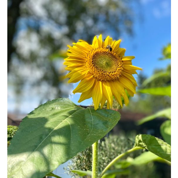 Zonnebloemen trekken insecten aan