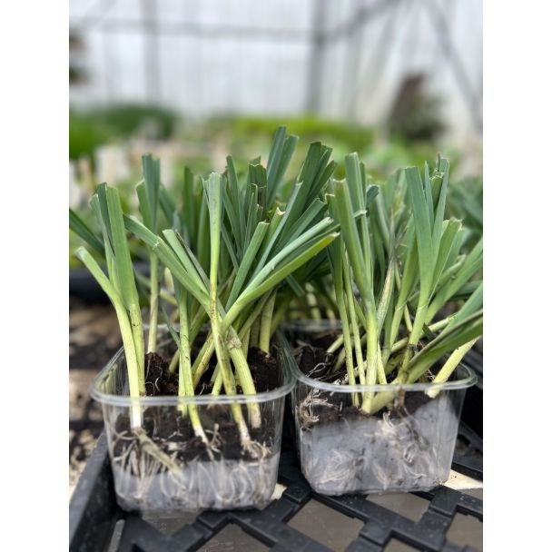 Preiplantjes geworteld