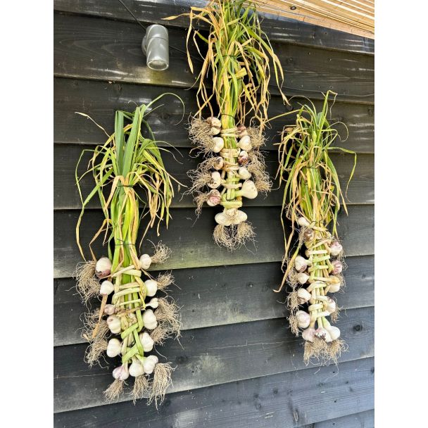 Plantknoflook kun je best vlechten en laten drogen