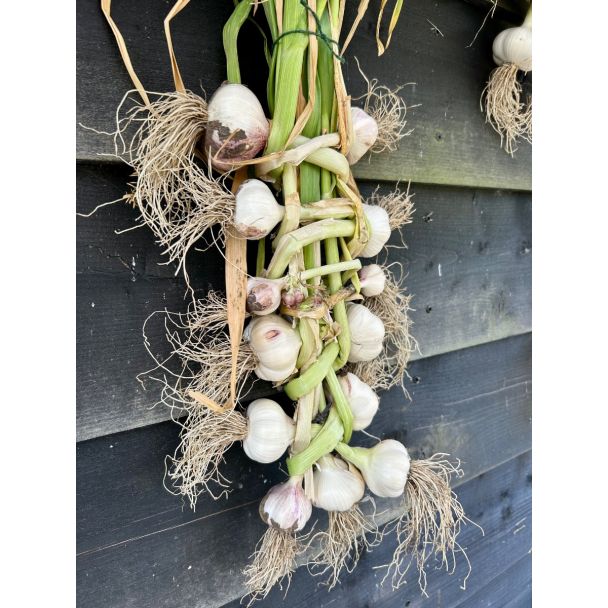 Mooi oogst plantknoflook