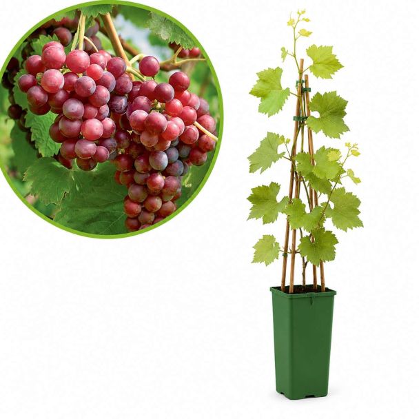 Katharina druivenplant - roze druivenstruik Katharina