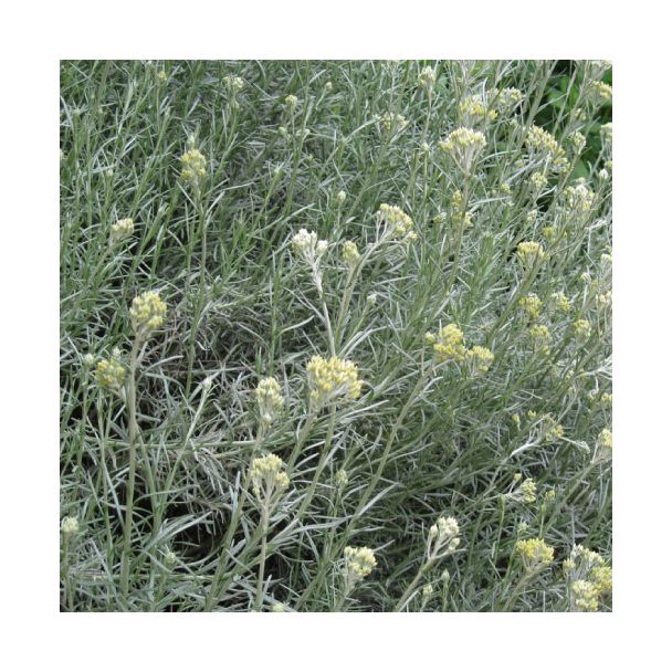 Kerrieplant