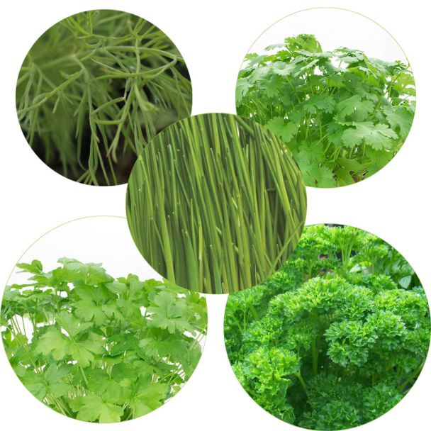Keukenkruiden - mix van 6 kruidenplanten