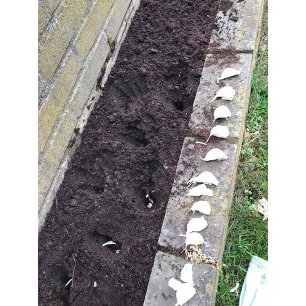 knoflook planten