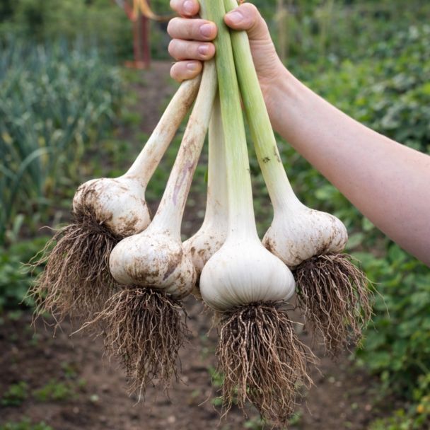 Olifanten knoflook - Reuzenknoflook - 3 losse tenen - je oogst GIGANTISCHE bollen
