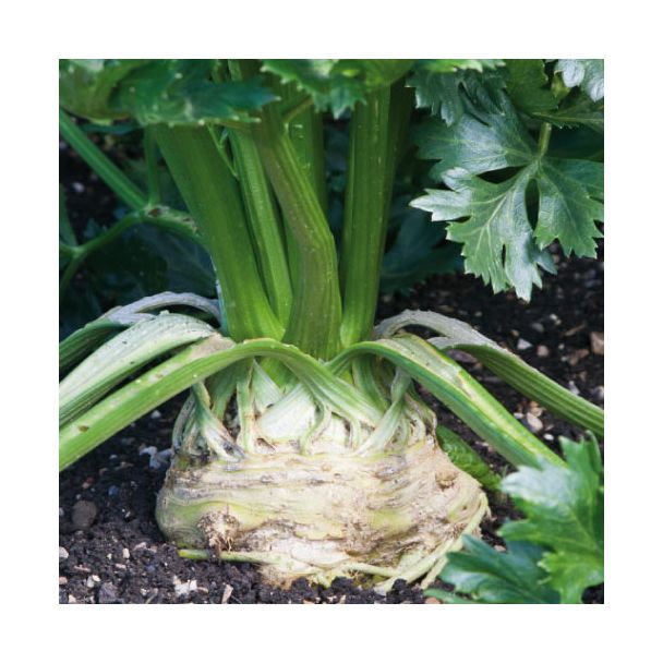 Knolselder kweek je heel eenvoudig in de eigen tuin
