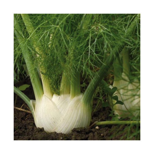 Knolvenkel van Tuin de Bruijn gekocht bij moestuinenbloem.nl