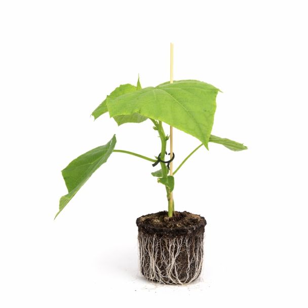 Komkommerplant koop je bij moestuinenbloem.nl