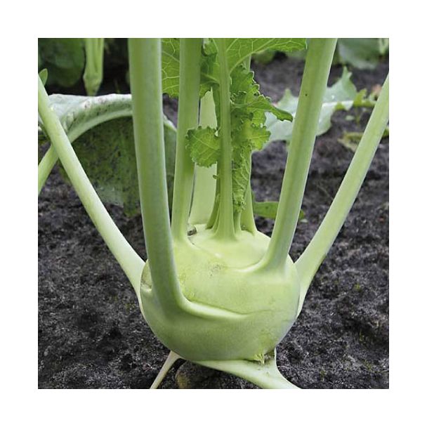 Koolrabi 