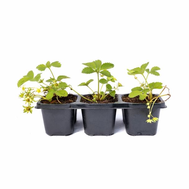 Aardbeiplantjes per 3