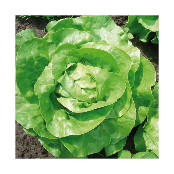 Mooie krop sla uit eigen tuin. Prachtig resultaat met de groenteplantjes van moestuinenbloem.nl