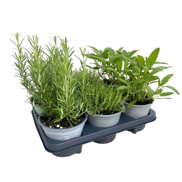 Kruidenplanten mix - 6 stuks - potmaat Ø13 cm
