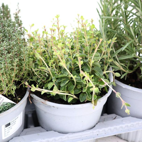 Mooie tijm uit de kruidenset 8-delig van moestuinenbloem.nl