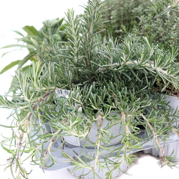 Mooie rozemarijn uit de kruidenset 8-delig van moestuinenbloem.nl