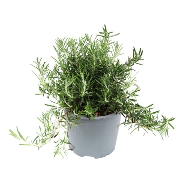 Kruipende rozemarijn kruidenplant