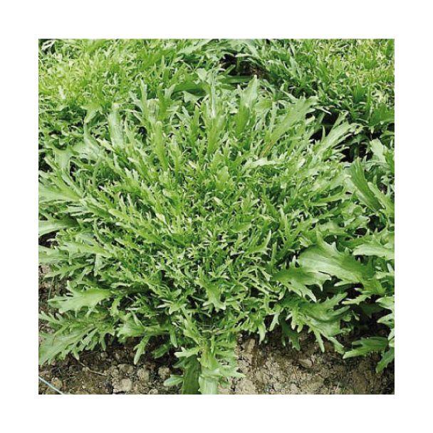 Krulandijvie planten