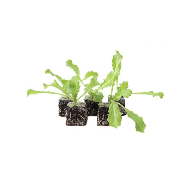 Krulandijvie planten