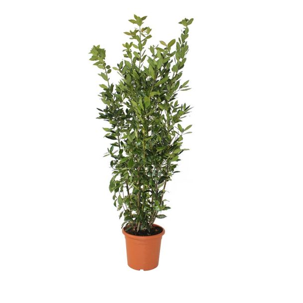 Laurierstruik XL (eetbaar) - ca. 70 cm hoog - keukenlaurier - Laurus nobilis