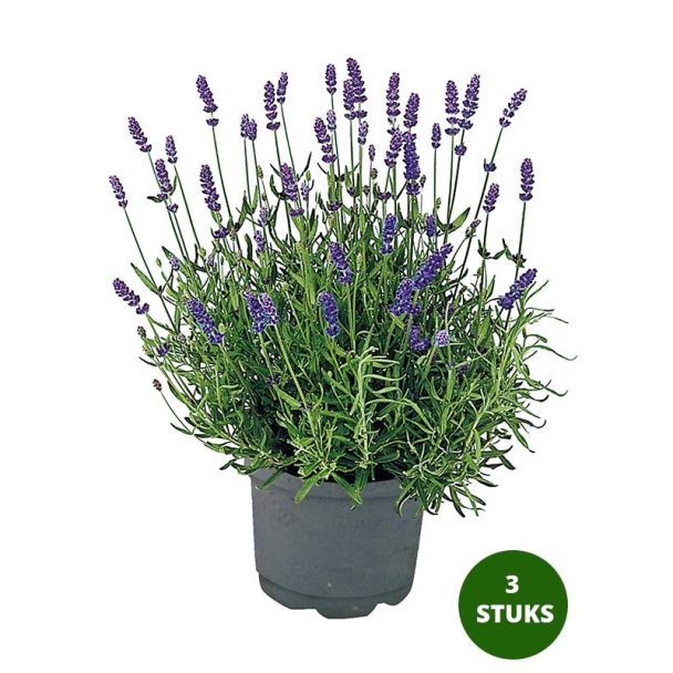 Lavendel - Lavandula angustifolia - potmaat Ø12cm - 3 stuks