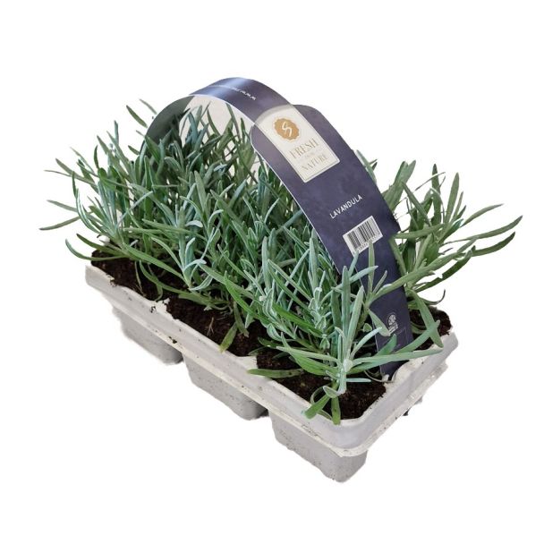 Lavendel 'Hidcote' ca. 15cm hoog - 6 plantjes (Ø9cm)