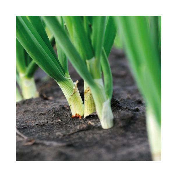 Lente-ui planten in de volle grond