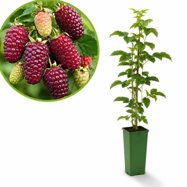 Loganberry