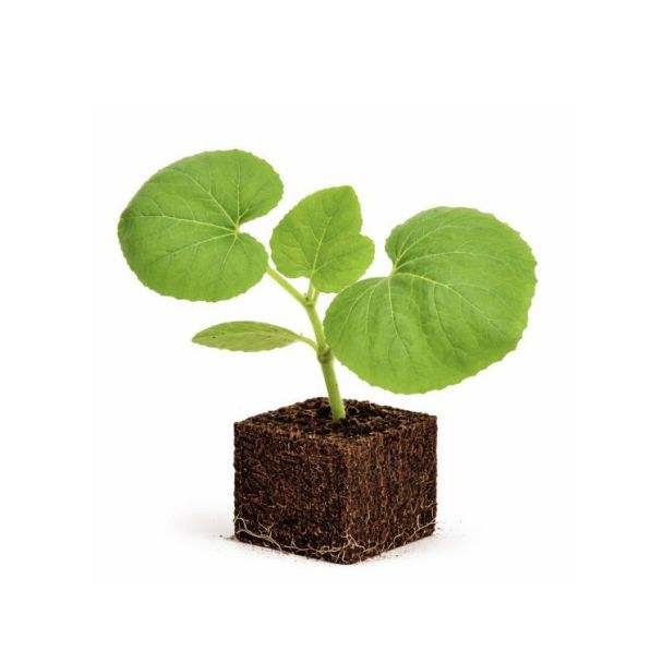 Meloenplant - Galia meloen