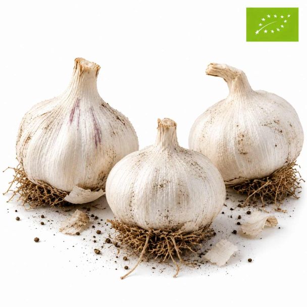 3 bollen biologische plantknoflook Messidor- populair frans ras met zeer goede opbrengst