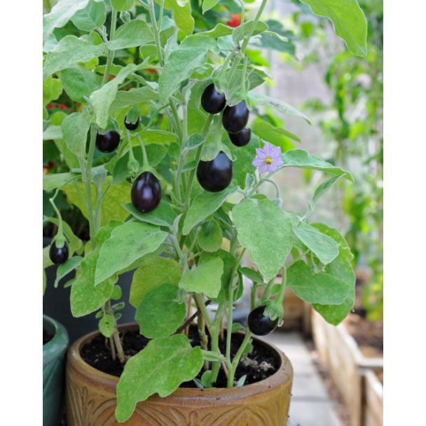 Mini aubergine plant