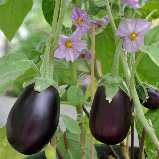 Aubergine