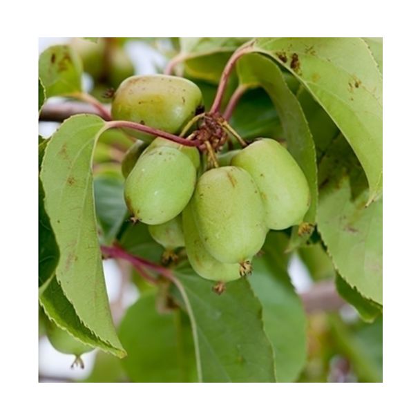 Kiwiplant Issai